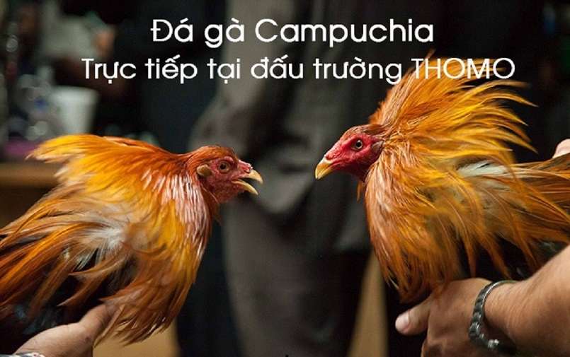 Cá cược đá gà Campuchia trực tuyến